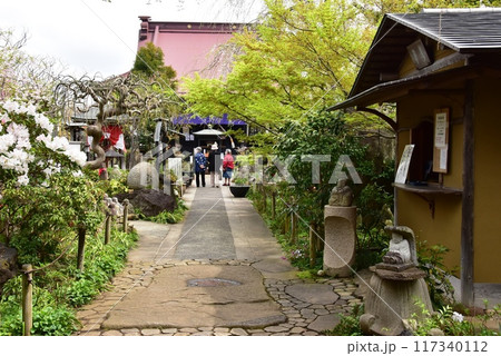 大和市 常泉寺の境内と新緑と満開ツツジ 大和市 常泉寺の境内と新緑と満開ツツジ 117340112