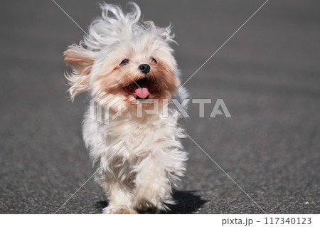 陽気な休日 陽気な休日 117340123