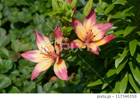 スカシユリ 117340350