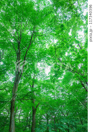 那須高原の新緑の直線道路、避暑地 那須高原の新緑の直線道路、避暑地 117340396