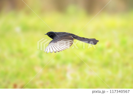Willie Wagtail 117340567