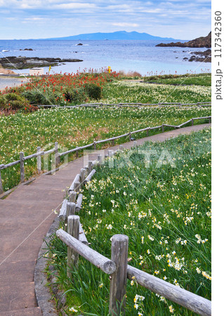 爪木崎　水仙まつり  美しい水仙とアロエと海　（静岡県下田市） 117342360