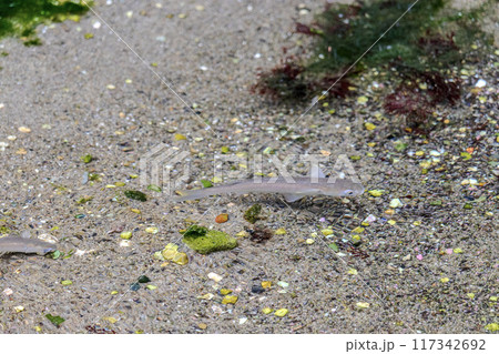 水溜りいる川魚 水溜りいる川魚 117342692