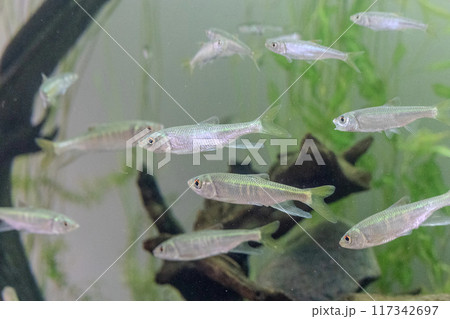 水槽の中で泳ぐ小魚 117342697