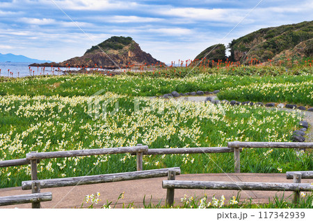 爪木崎　水仙まつり  美しい水仙とアロエと海　（静岡県下田市） 117342939