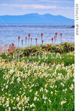 爪木崎 水仙まつり 美しい水仙とアロエと海 (静岡県下田市) 爪木崎 水仙まつり 美しい水仙とアロエと海 (静岡県下田市) 117343220