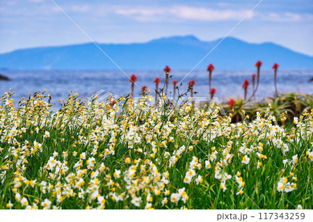 爪木崎　水仙まつり  美しい水仙とアロエと海　（静岡県下田市） 117343259