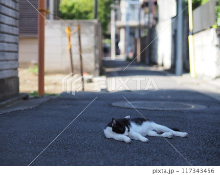 道路で寝る野良猫（黒・白） 117343456