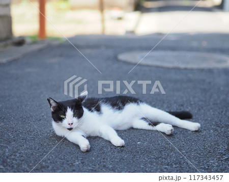 道路で寝る野良猫（黒・白） 117343457