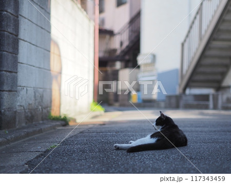 道路で寝る野良猫（黒・白） 117343459