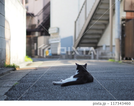 道路で寝る野良猫（黒・白） 117343460