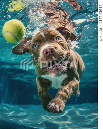 Pit Bull Dog Swimming Underwater Chasing Tennis Ball 117343612