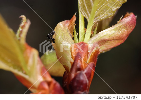 生き物　昆虫　チャエダシャク、若齢幼虫です。三月下旬、小さな尺取虫がヤマザクラの新芽にいました 117343707