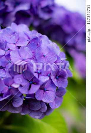 紫色の紫陽花 117343755