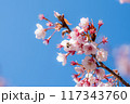 桜とミツバチ 117343760