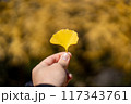 左手で銀杏の葉を持った写真 117343761