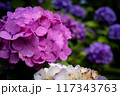 濃いピンク色の紫陽花 117343763