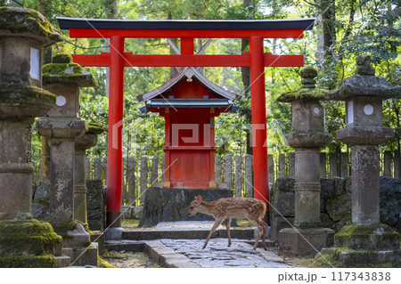 奈良公園　壺神神社と鹿 117343838