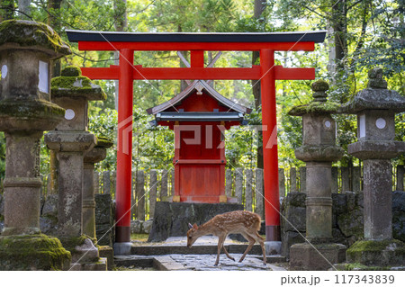 奈良公園　壺神神社と鹿 117343839