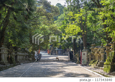 奈良公園　春日大社参道　二之鳥居 117343840