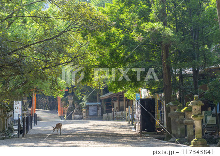 奈良公園 春日大社参道 二之鳥居 奈良公園 春日大社参道 二之鳥居 117343841