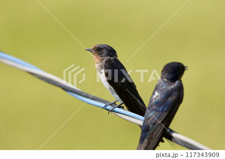 ツバメ / swallow Japan 117343909