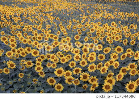 早朝のひまわり畑 117344096