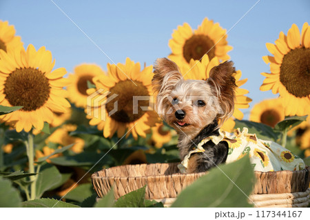 ひまわり畑とカゴに入って微笑むヨークシャテリア 117344167