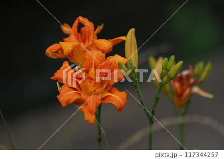 ヤブカンゾウの花 ヤブカンゾウの花 117344257