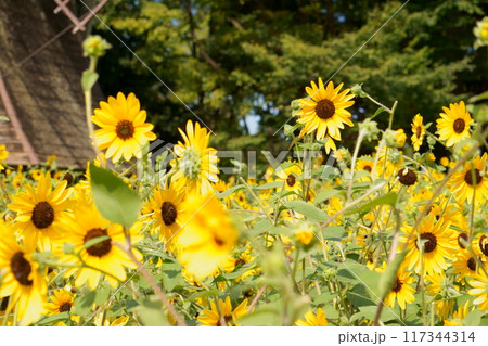 満開のひまわり畑 満開のひまわり畑 117344314