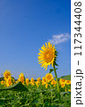 ひまわり畑 117344408