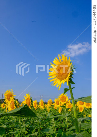 ひまわり畑 117344408