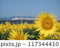 ひまわり畑と新幹線 117344410