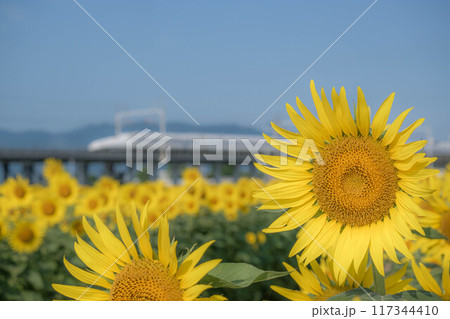 ひまわり畑と新幹線 117344410