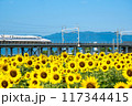 ひまわり畑と新幹線 117344415