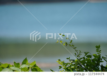 水辺の涼しげな風景 117344474