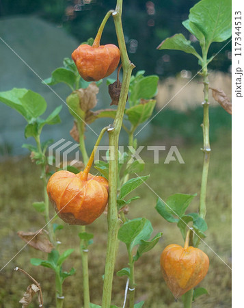 The ground cherry (chinese lantern plant) / ホオズキの実 117344513