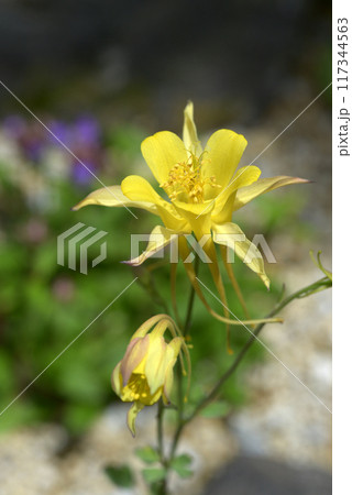 アクイレギア・クリサンタ 117344563