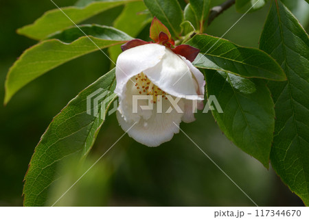 スチュワーティア 117344670