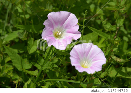 ヒルガオ ヒルガオ 117344736