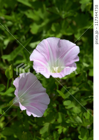 ヒルガオ ヒルガオ 117344738