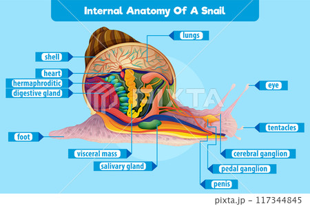Internal Anatomy of a Snail Internal Anatomy of a Snail 117344845