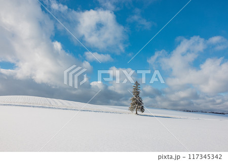 クリスマスツリーの木 117345342