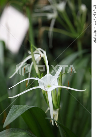 ヒメノカリス・スペキオサの花 117345418