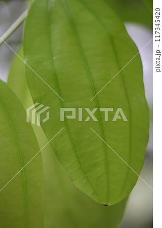 セイロンニッケイの葉 117345420