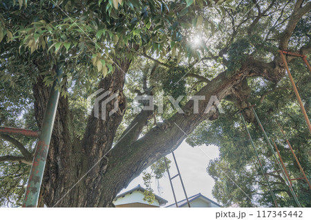 茨城　亀城のシイ 117345442