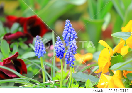 春の花壇　ムスカリとパンジー＆ノースポール　 117345516