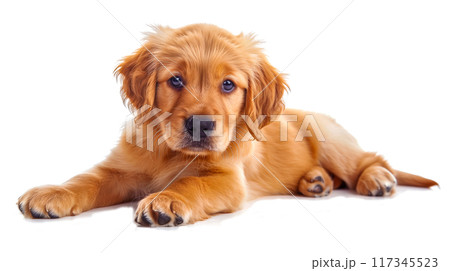 (透過PNG) 無邪気な子犬の目、ソフトフォーカス、暖かく居心地の良い雰囲気 117345523