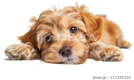 (透過PNG) 無邪気な子犬の目、ソフトフォーカス、暖かく居心地の良い雰囲気 117345524