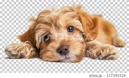 （透明PNG）無辜的小狗眼睛，柔和的焦點，溫馨舒適的氛圍 117345524